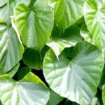 Brotowali Pahit, Potensi Besar Kesehatan