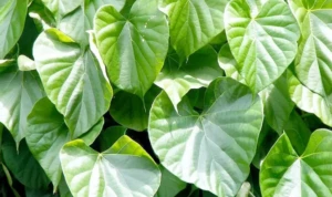 Brotowali Pahit, Potensi Besar Kesehatan Brotowali Pahit, Potensi Besar Kesehatan