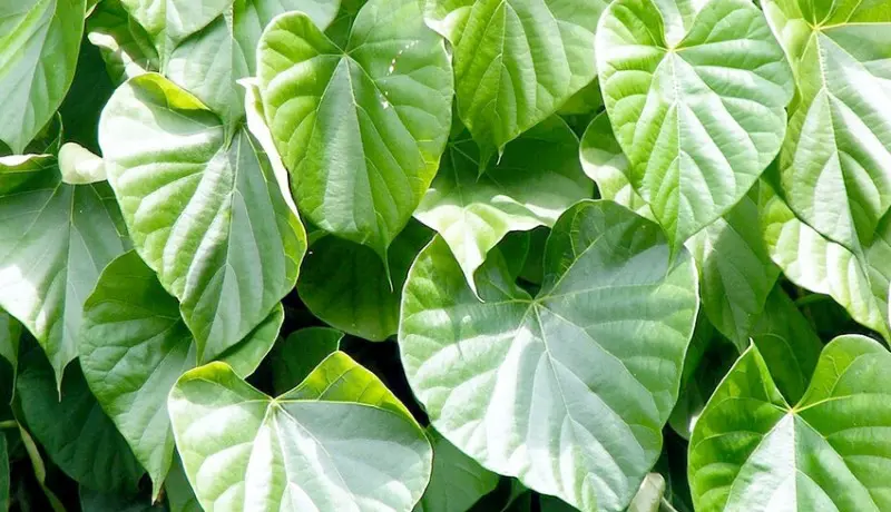 Brotowali Pahit, Potensi Besar Kesehatan