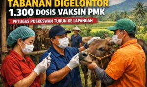 Foto ilustrasi Tabanan Salurkan 1.300 Dosis Vaksin PMK