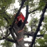 Rumah Pohon Bersejarah Buleleng Resmi Jadi Wisata