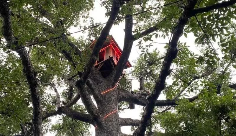 Rumah Pohon Bersejarah Buleleng Resmi Jadi Wisata