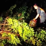 Foto-pohon-tumbang-aa-97696770