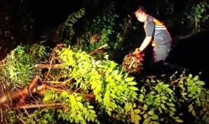 Foto-pohon-tumbang-aa-97696770