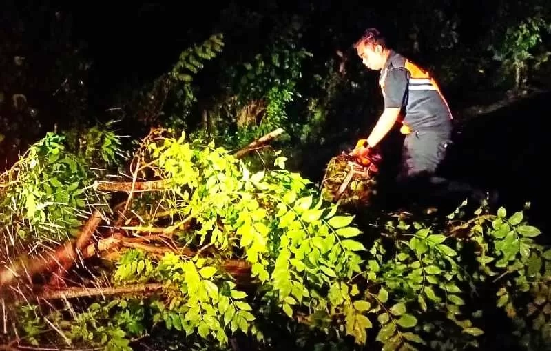 Foto-pohon-tumbang-aa-97696770